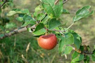 apple pie anyone ?