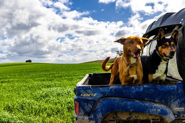 'Darmody's', 969 Brial Rd, NSW 2586