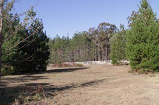 Small pine trees