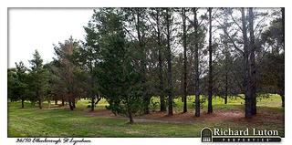 Backyard View (2010-07-19)