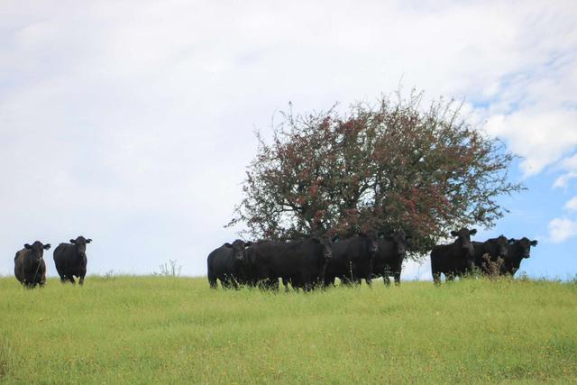 94 Reservoir Lane, NSW 2622