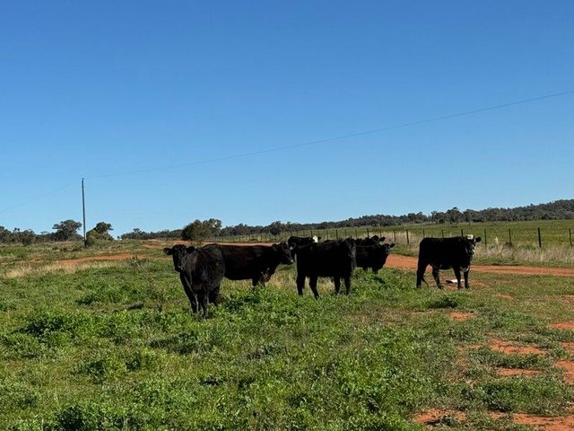 2823 Hermidale Nymagee Road, NSW 2831