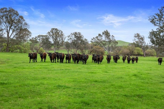 6089 Melba Highway, VIC 3717