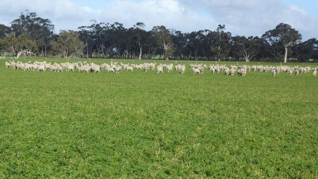 "Wyruna" 2989 Naracoorte Road, SA 5268