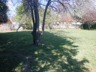 Rear yard