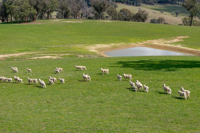 1185 Golspie Road, NSW 2580