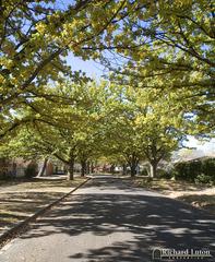 Streetscape