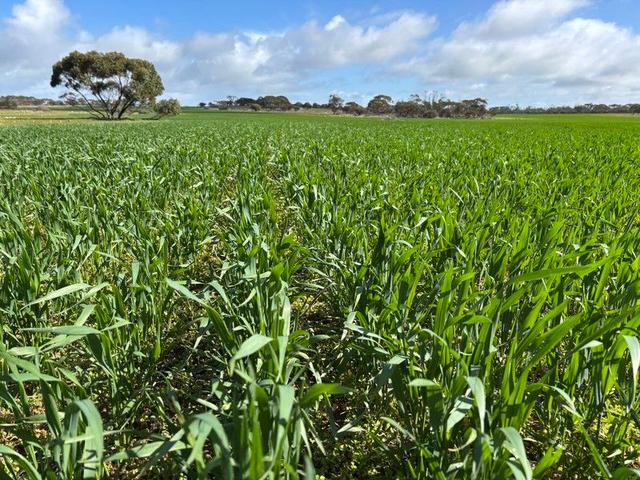 Lot 4 Poochera-Port Kenny  Road, SA 5680