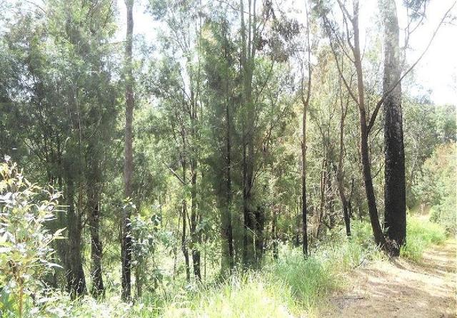 305 Greys Lane, QLD 4888