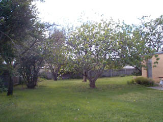 Rear yard (2001-12-11)
