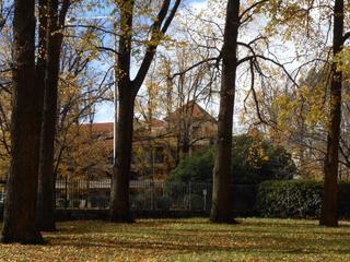 Trees on site that extend into Glebe Park