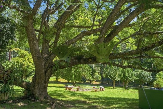 606 Darkwood Road, NSW 2454