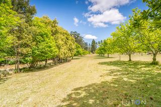 Chestnut trees