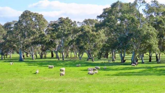 Lot 9 Mount Burr Road, SA 5277