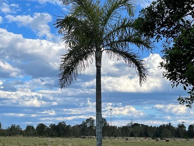 Lot 176 Dodds Road, NSW 2487