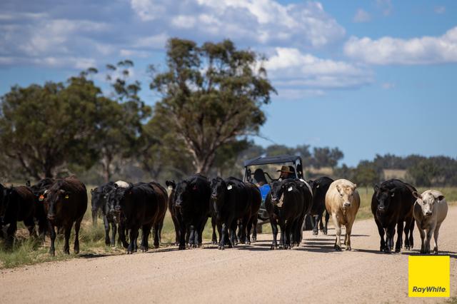 "Karoola" 651 Karoola Road, NSW 2360