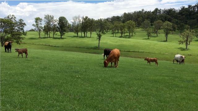 800 Toms Gully Rd, NSW 2440