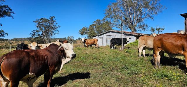 981 Old Dyraaba Road, NSW 2470