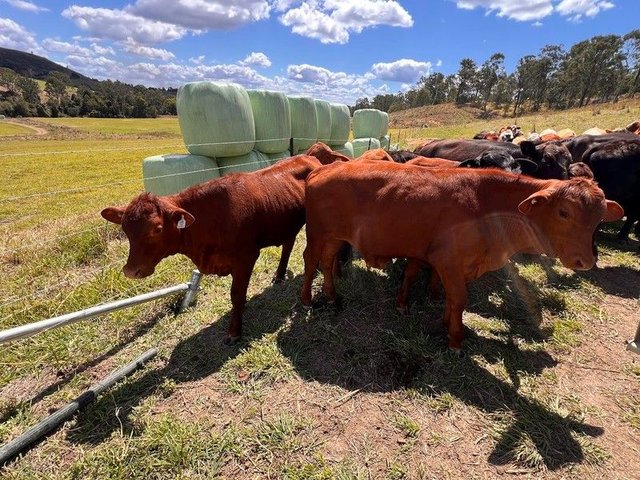 18 Calico Creek Road, QLD 4570