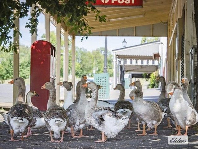 7 &  11 Ellesmere  Place, VIC 3446