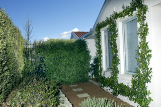 Rear Courtyard