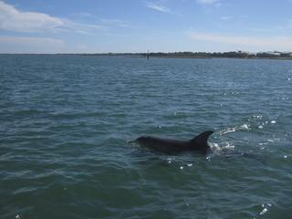 Dolphine Peel Inlet