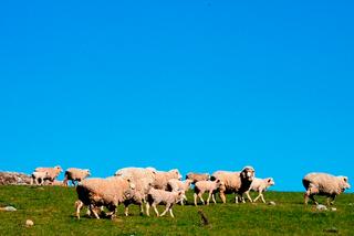Ewes & lambs