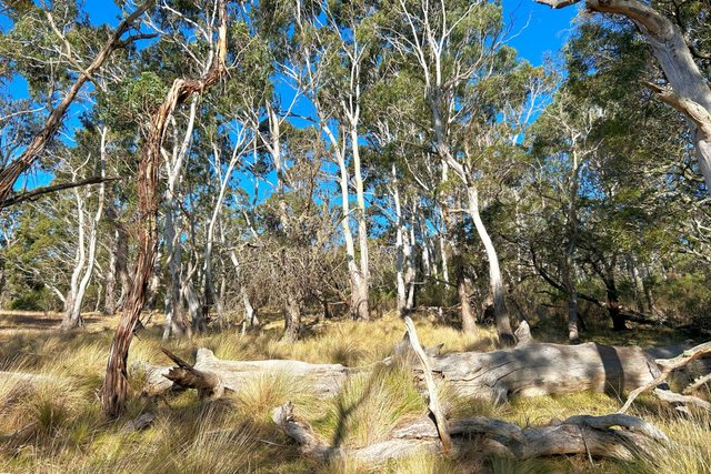 Stoney Ridge Road, NSW 2622