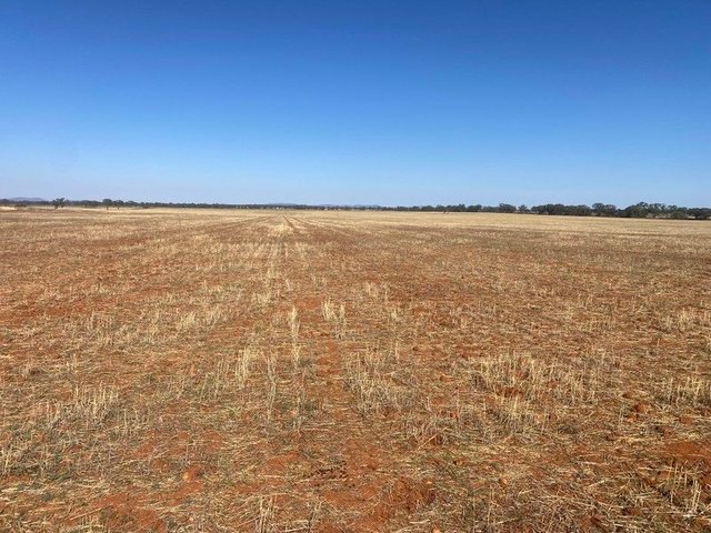 441 Imries Lane, NSW 2669