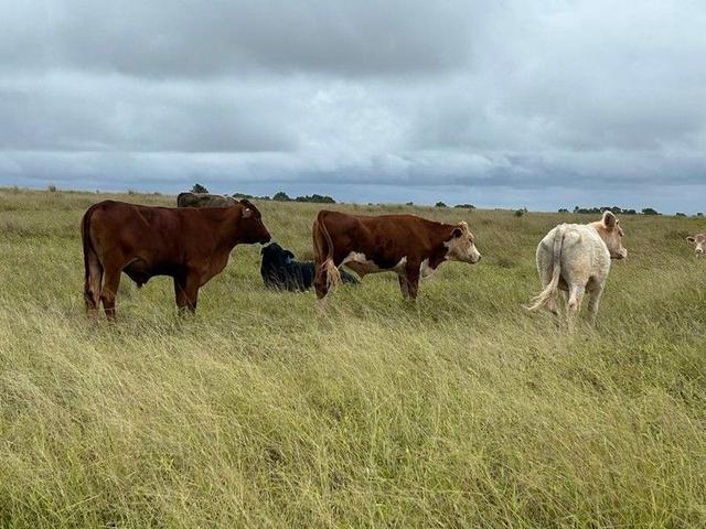 Lot 125 Mount McEuen Road, QLD 4612