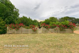 Nestled behind the roses