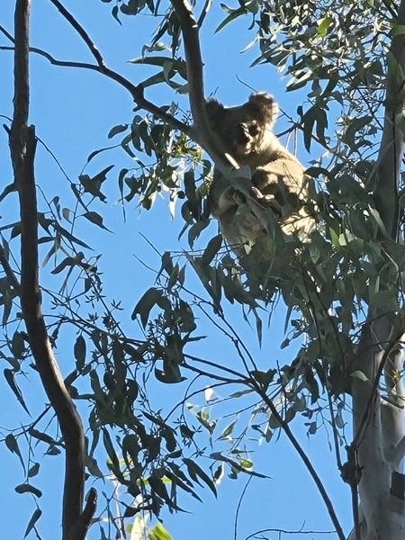 374 Wallaby Drive, QLD 4357