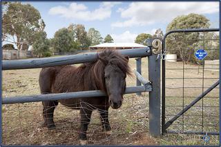 Imagine Having Your Own Miniature Horse