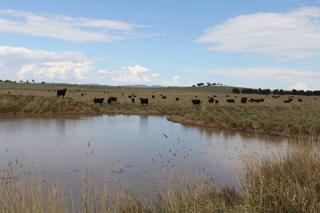 Dam with Cattle