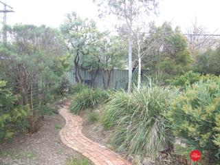 Backyard (2019-06-11)