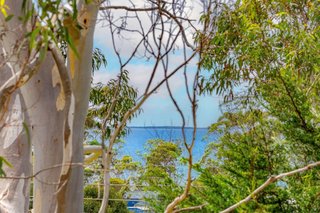 View through the Tree's