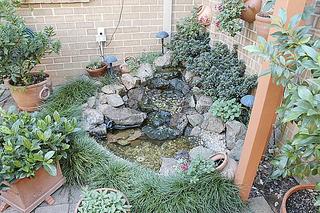 Pond (2005-03-19)