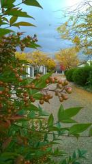 Standard Photo (2019-08-13)