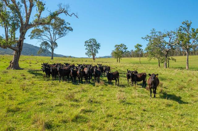 785 Toms Creek Road, NSW 2446