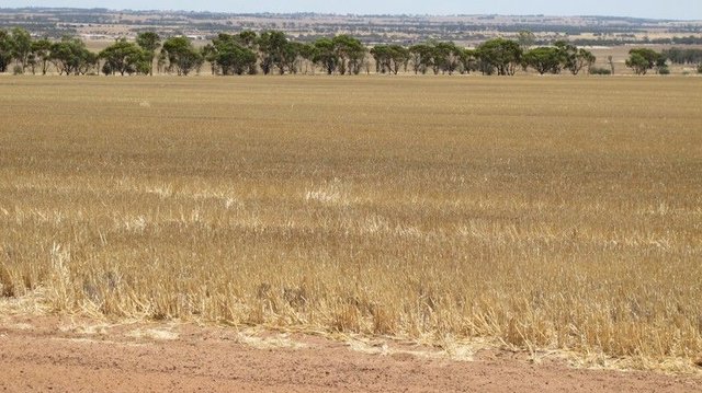 Glen Waddi, Waddy Forest, WA 6515
