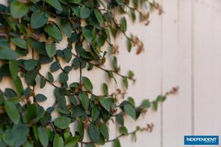 Detail (2018-11-28)