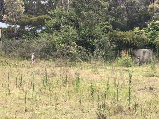 62 Government Road, NSW 2259