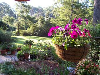 Garden (2006-12-19)