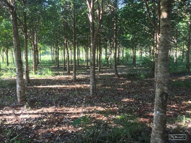 L15 Broccardo Road, QLD 4860
