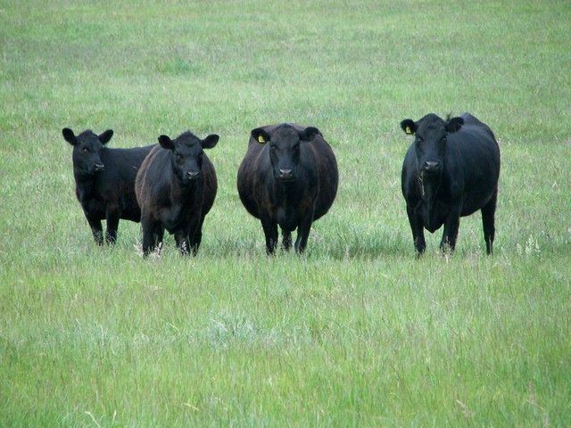 236 Fingerboard Road, VIC 3285