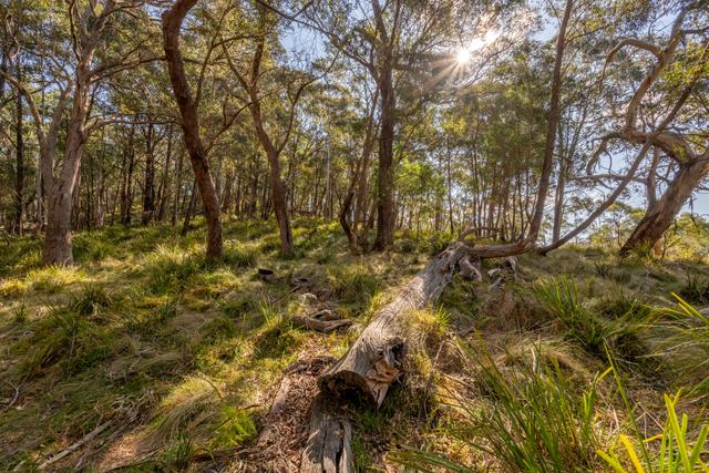 153 Blue Bush Road, NSW 2622