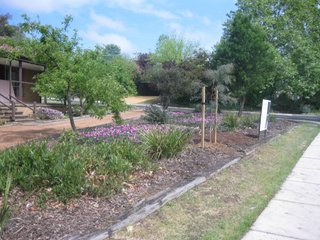 Frontyard
