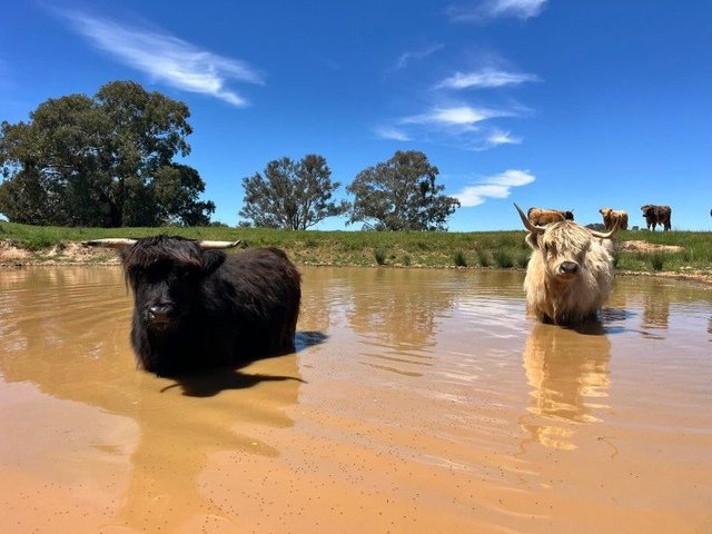 Burke  Street, NSW 2797