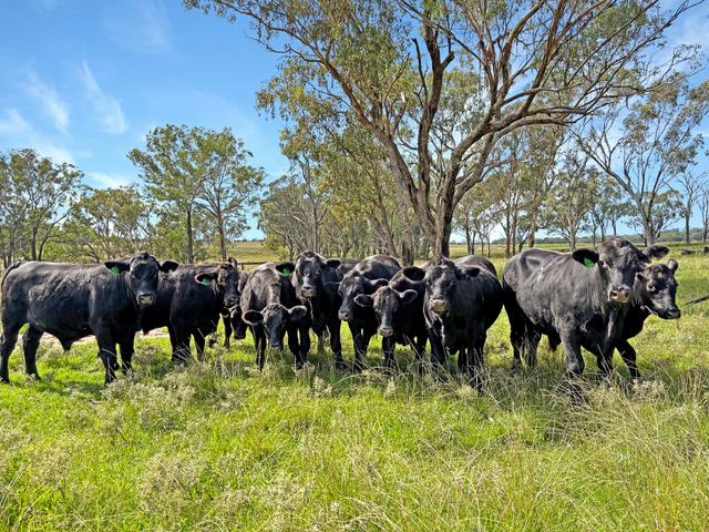 980 Ashford Road, NSW 2360
