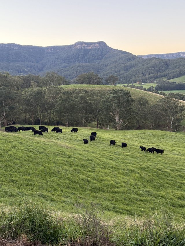 2393 Moss Vale Road, NSW 2577